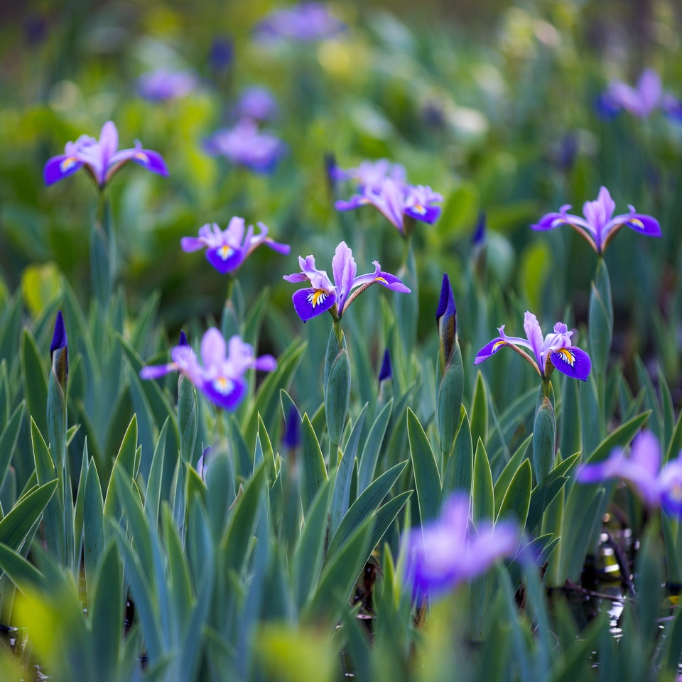 루이지애나아이리스